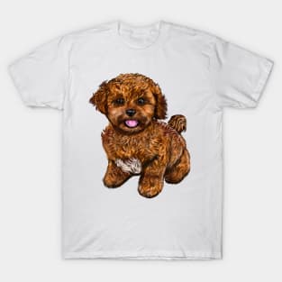 Cavapoochon Cavapoo Cavoodle - cute friendly cavalier King Charles spaniel Bichon frise T-Shirt